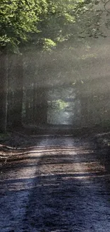 Mobile wallpaper of a serene forest path with sunlit trees.