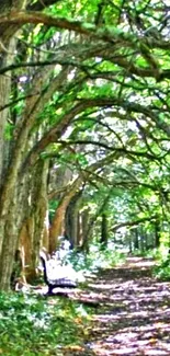 Serene forest path with lush green trees overhead.