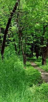 Serene forest path through lush green trees.