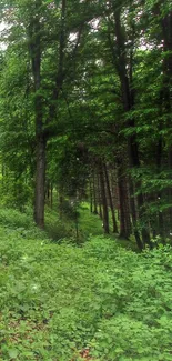 Serene forest path with lush green trees and foliage.