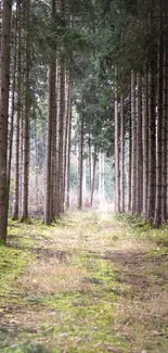 Serene forest path with tall trees and green moss on the forest floor.