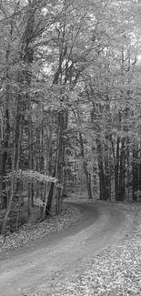 Grayscale forest path with towering trees and fallen leaves.