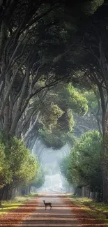 Enchanting forest path with tall trees and a deer, serene mobile wallpaper.