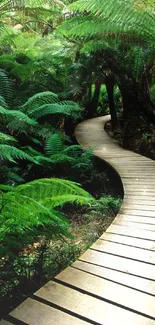 Curved wooden path through lush, green forest scenery.