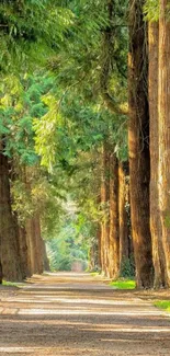 Serene forest path with tall trees and natural light.