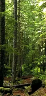 A serene forest path with lush greenery and towering trees.