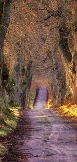 A scenic forest path with towering trees and golden sunlight shining through.