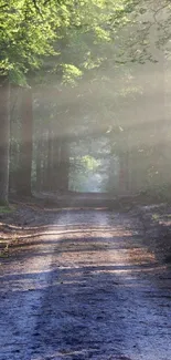 A forest path with sun rays filtering through trees, creating a serene atmosphere.