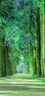 Serene forest path with lush green trees and sunlight creating a peaceful atmosphere.