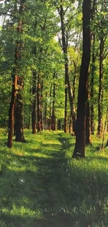 Lush green forest path with sunlight filtering through trees.