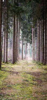 Serene forest path with lush green trees and grassy trail, perfect for nature lovers.