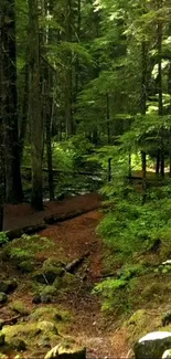 Serene forest path with lush green scenery and sunlight filtering through trees.