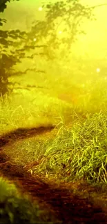 Serene forest path with golden sunlight and lush greenery.