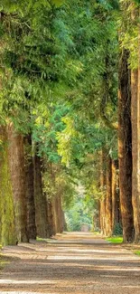 Serene leafy forest path under sunlight.