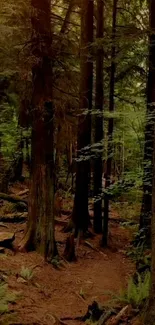 Tranquil forest path in lush greenery under tall towering trees.