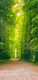 Serene forest path with lush green trees and a tranquil walkway.