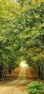 A tranquil forest path with lush green trees overhead.