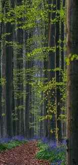 Serene forest path with tall trees and green leaves.