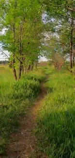 A serene forest path surrounded by lush, green trees and grass.