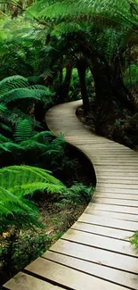 Lush green forest with curved wooden path.