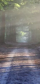 Serene forest path with sunlight and mist creating a peaceful ambiance.