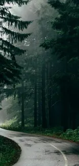 Serene forest path with mist and tall trees.