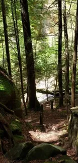 Serene forest path with lush green trees.