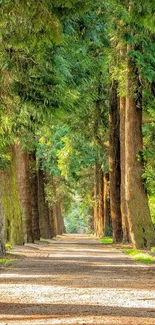 Serene forest path with lush green trees.