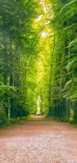 Serene forest path with lush greenery and sunlight filtering through trees.