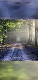 Serene forest path with sunlit trees and a tranquil dirt road.