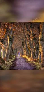 Golden forest pathway with autumn trees.