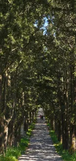 A serene forest path lined with lush green trees under a blue sky.