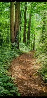 Serene forest path with lush green trees and peaceful atmosphere.