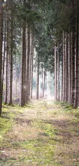 Serene forest path with tall trees and lush green scenery.