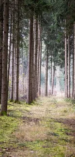 Serene forest path with tall, lush trees and green surroundings.