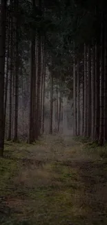 Serene forest path lined with tall trees and greenery