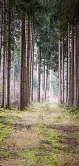 Serene forest path surrounded by towering pine trees and lush moss.