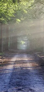 Tranquil forest path with sunlit trees and lush greenery.