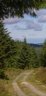 Path through a lush green forest under a blue sky.