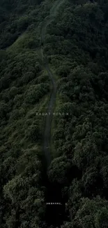 Aerial view of a serene forest path with lush greenery and winding trails.