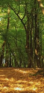 Serene forest path wallpaper with green trees and autumn leaves.