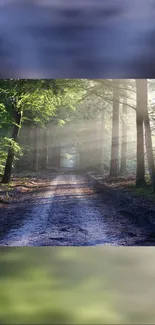 Sunlit forest path with misty ambiance and lush green trees.