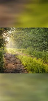 Scenic forest path with sunlight filtering through lush green trees.