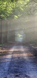 Serene forest path with sunlight beams through trees.