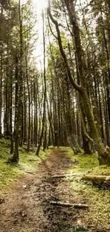 Peaceful forest path with sunlight filtering through the trees.