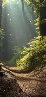 Sunlit forest path with green trees and serene atmosphere.