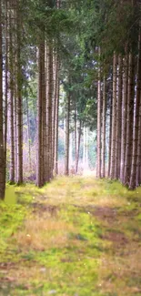 Serene forest path with tall trees and green foliage.