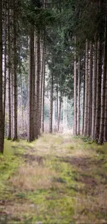Calm forest path with tall trees and green moss.