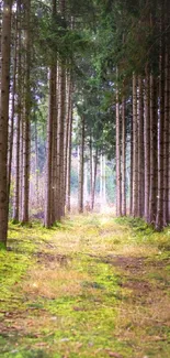 Serene forest path with green moss and tall trees.