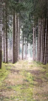 Peaceful forest path with tall trees and green moss covering the ground